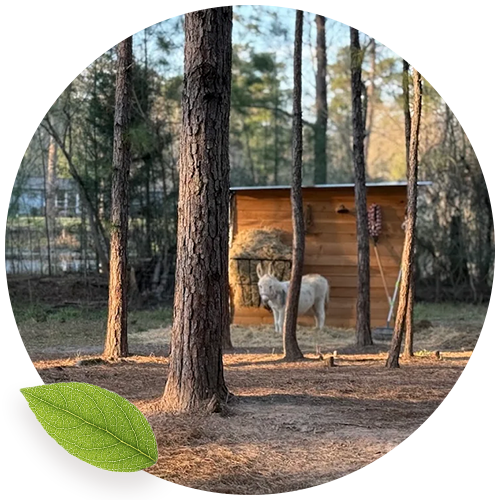 05_Slider-Campus_Woodlands-Forest-School